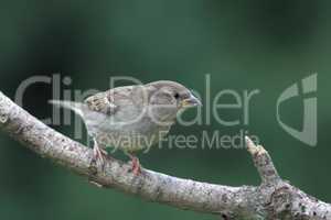 Hausssperling (Passer domesticus)