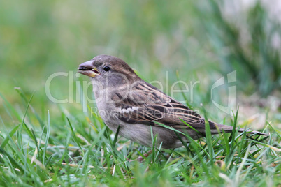 Hausssperling (Passer domesticus)