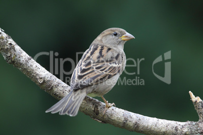 Hausssperling (Passer domesticus)