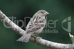 Hausssperling (Passer domesticus)