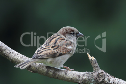 Hausssperling (Passer domesticus)