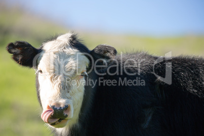 Cow Grazing in Briones Regional Park Meadows