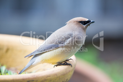 Cedar waxwing - Bombycilla cedrorum