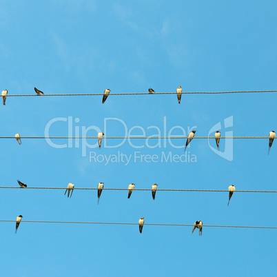 flock of swallows on blue sky background