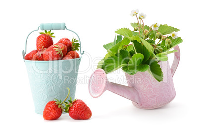 Berry and strawberry leaves isolated on a white background