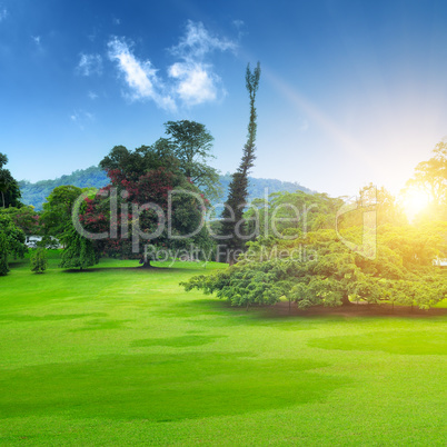 summer park with beautiful green lawns