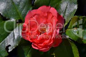 Hellrote Rose