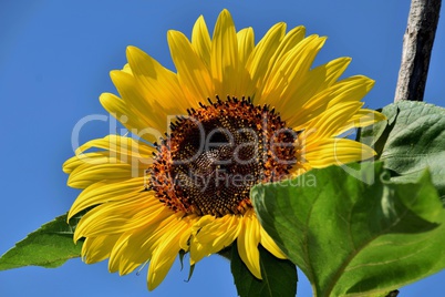 Sonnenblume