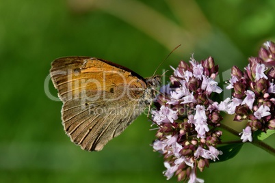 Schmetterling