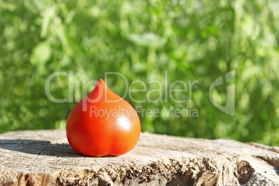 Tomato on surface of old stump