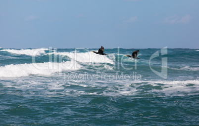 cormorants fishing