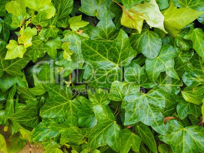 Green ivy background