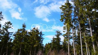 Beautiful fir tree forest shaking in a soft breeze of wind