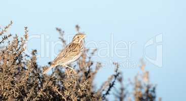 Song Sparrow - Melospiza melodia