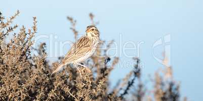 Song Sparrow - Melospiza melodia