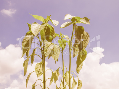 Retro looking Plug pepper plant