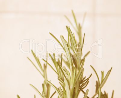 Retro looking Rosemary plant