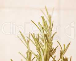 Retro looking Rosemary plant