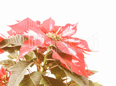 Retro looking Poinsettia