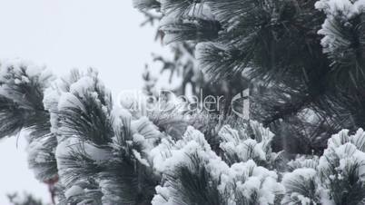 Wintertime snowfall and wind snow covered fir tree