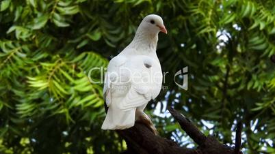 White Pigeon on tree
