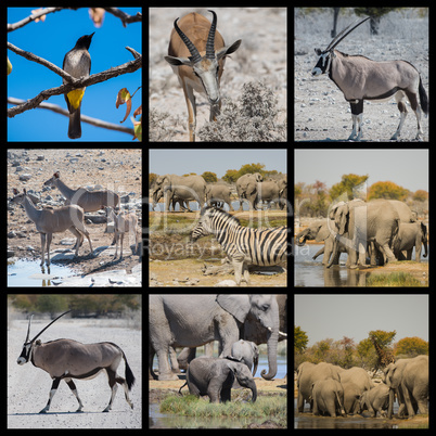 Tiere und Wüstenlandschaft in Namibia Afrika