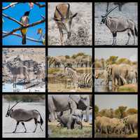 Tiere und Wüstenlandschaft in Namibia Afrika