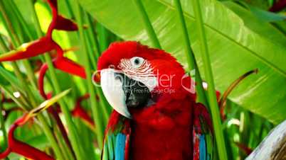 Parrot Ara