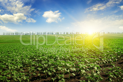 field sunflower sprouts and sunrise