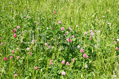 Clover flowering on the meadow