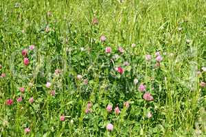 Clover flowering on the meadow