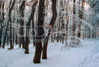 Forest in winter