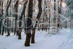 Forest in winter