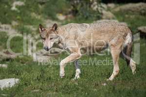 Ein kanadischer Timberwolf im Sommer