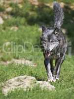 Ein kanadischer Timberwolf im Sommer