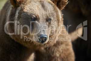 Braunbär Portrait