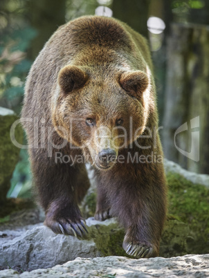 Braunbär Portrait