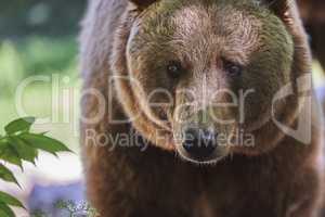 Braunbär Portrait