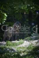 Ein kanadischer Timberwolf im Sommer