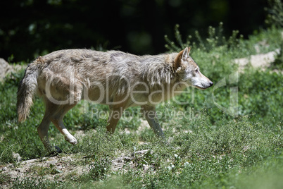 Ein kanadischer Timberwolf im Sommer