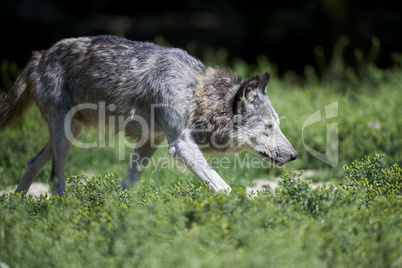 Ein kanadischer Timberwolf im Sommer