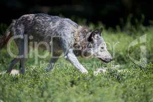 Ein kanadischer Timberwolf im Sommer