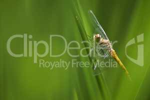 Libelle auf Schilfblatt