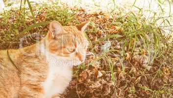 Retro looking Cat in the grass