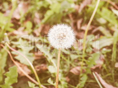 Retro looking Dandelion flower