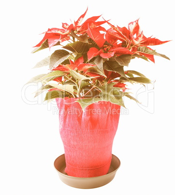 Retro looking Poinsettia Retro looking Poinsettia