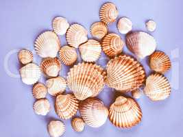 Shells vintage