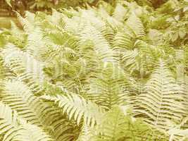 Retro looking Ferns leaves