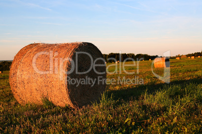 Agriculture Field