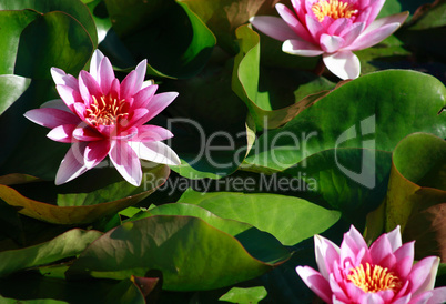 Waterlilies On Green Leaves